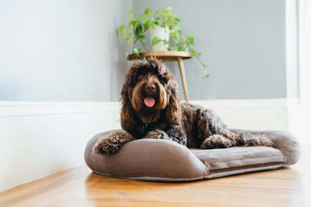 P.L.A.Y. California Dreaming Memory Foam Lounger Bed