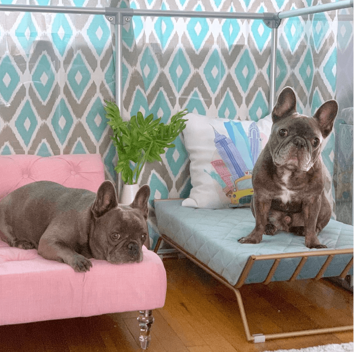 36" (91 cm) Tall Medium Lucidium Pet Pen.