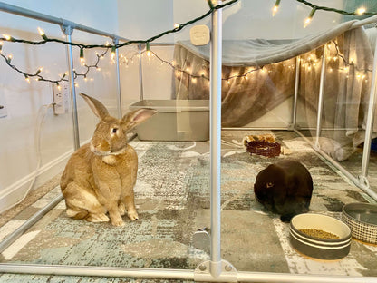 36" (91 cm) Tall Large Lucidium Pet Pen.